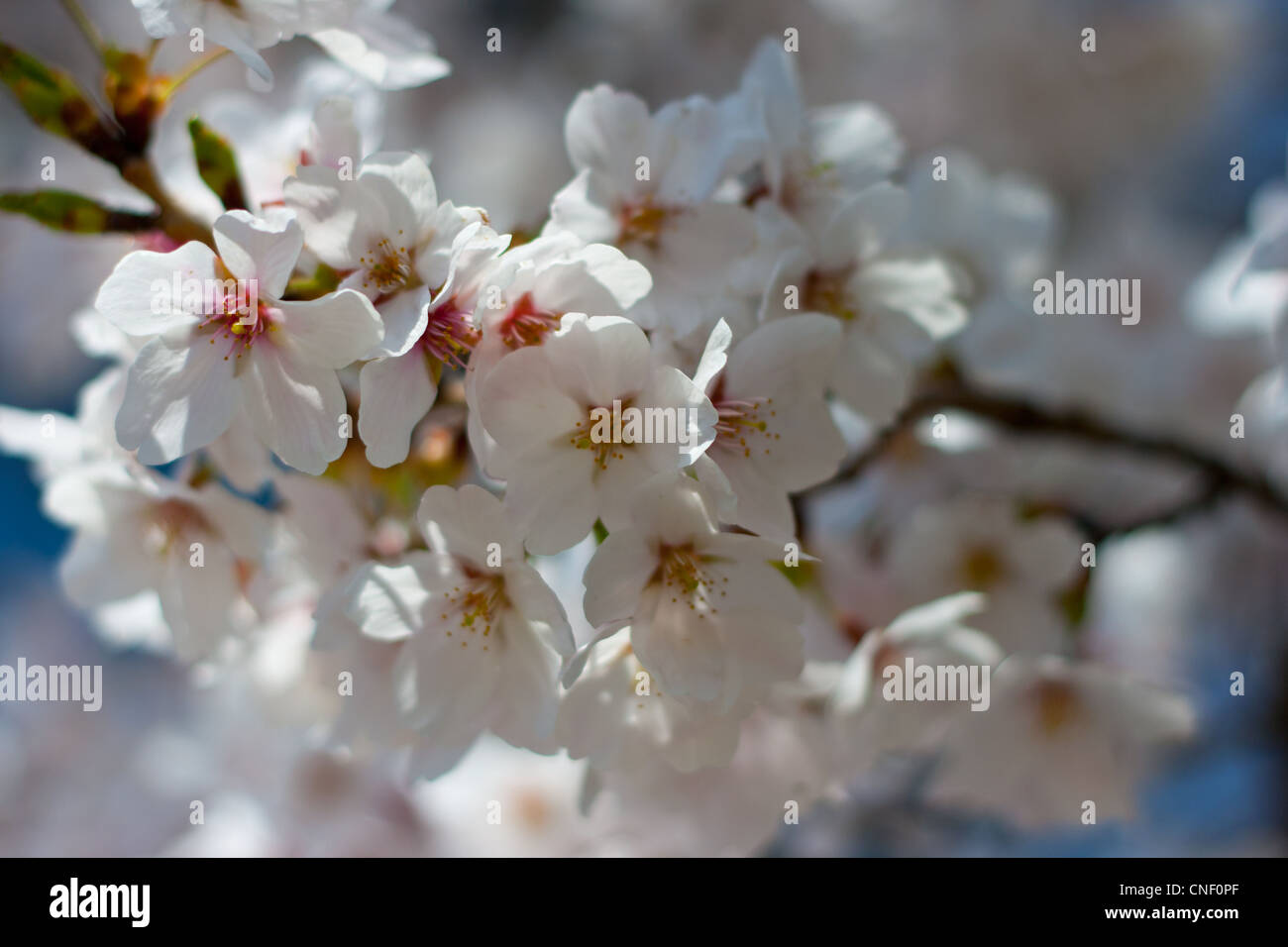 Sakura fiore di ciliegio fiorisce a Tokyo, Giappone Foto Stock