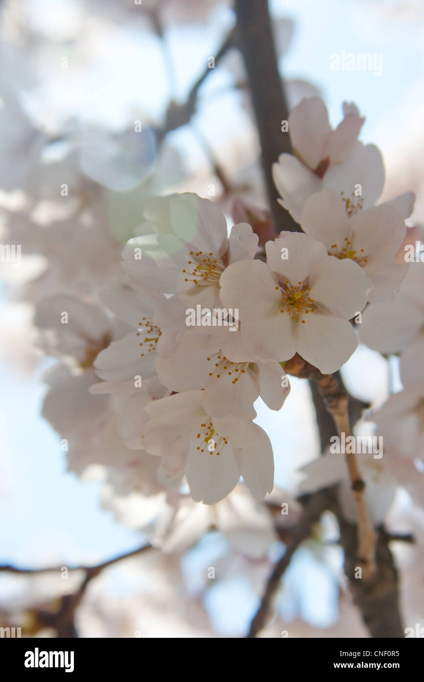 Sakura fiore di ciliegio fiorisce a Tokyo, Giappone Foto Stock