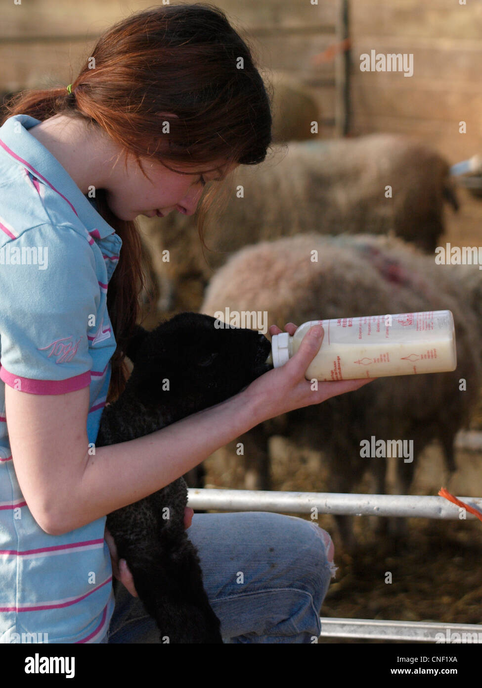 Femmina giovane agricoltore biberon un agnello, Cornwall, Regno Unito Foto Stock