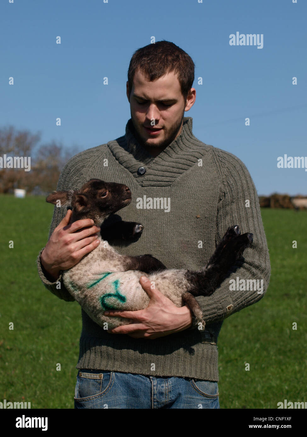 Giovane agricoltore che porta un agnello, Cornwall, Regno Unito Foto Stock
