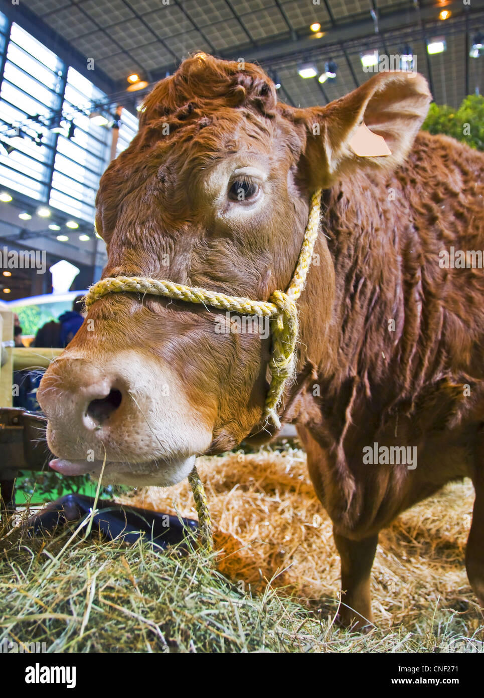 Limousine vacca a Parigi l'Agricoltura Internazionale - Francia Foto Stock
