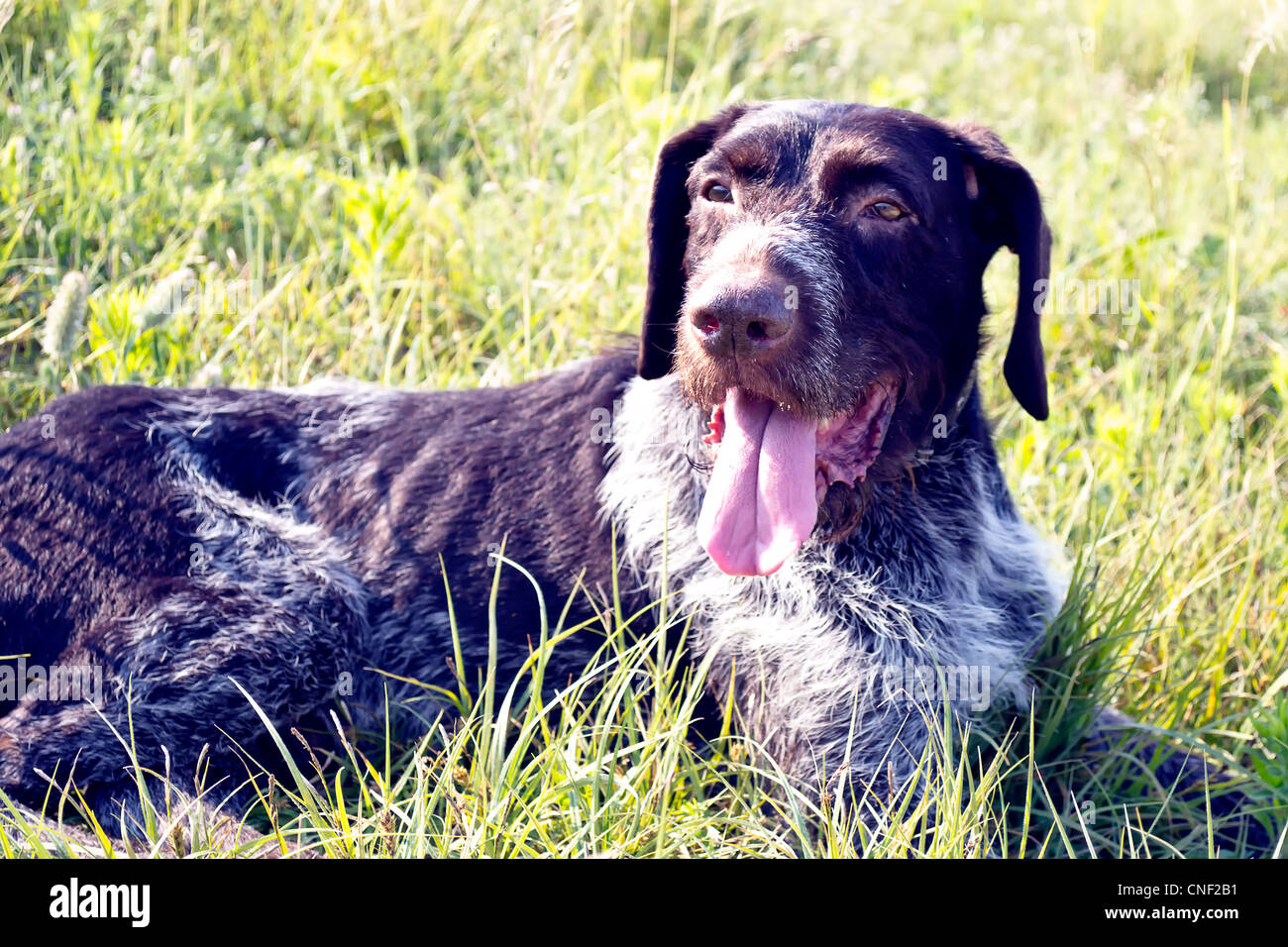 Happy dog sdraiato sul prato verde Foto Stock