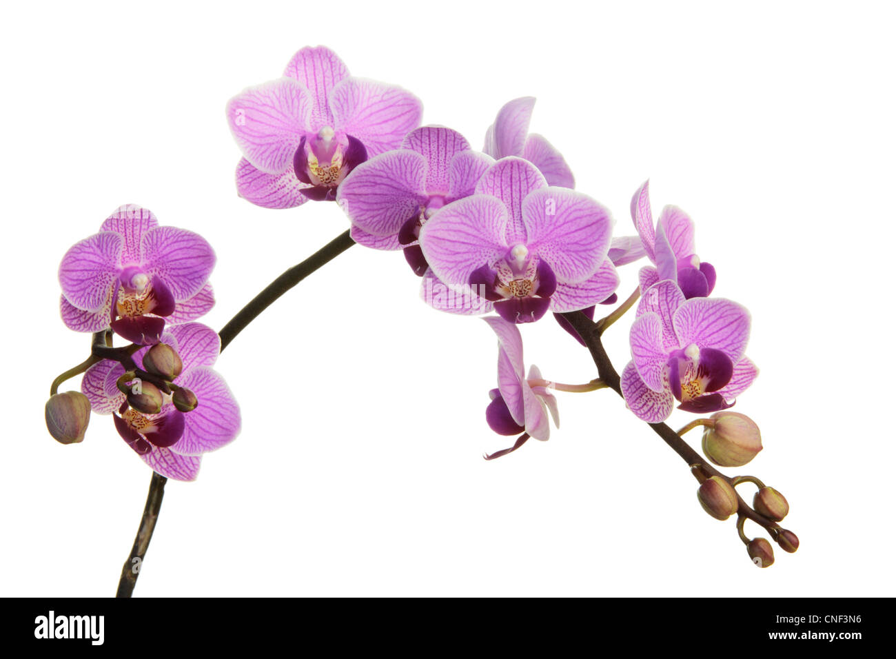 Orchidee viola in primavera su sfondo bianco Foto Stock
