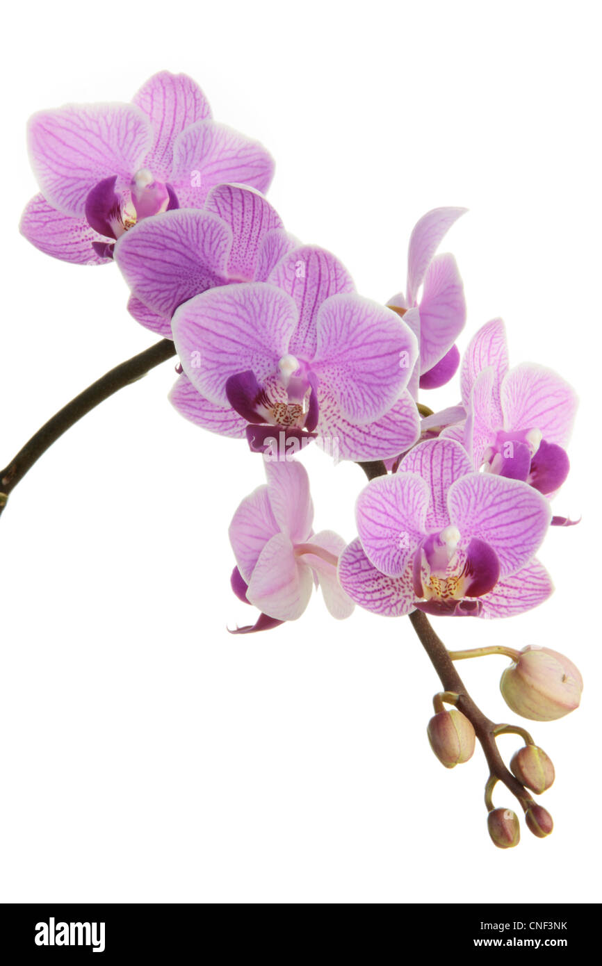 Orchidee viola in primavera su sfondo bianco Foto Stock