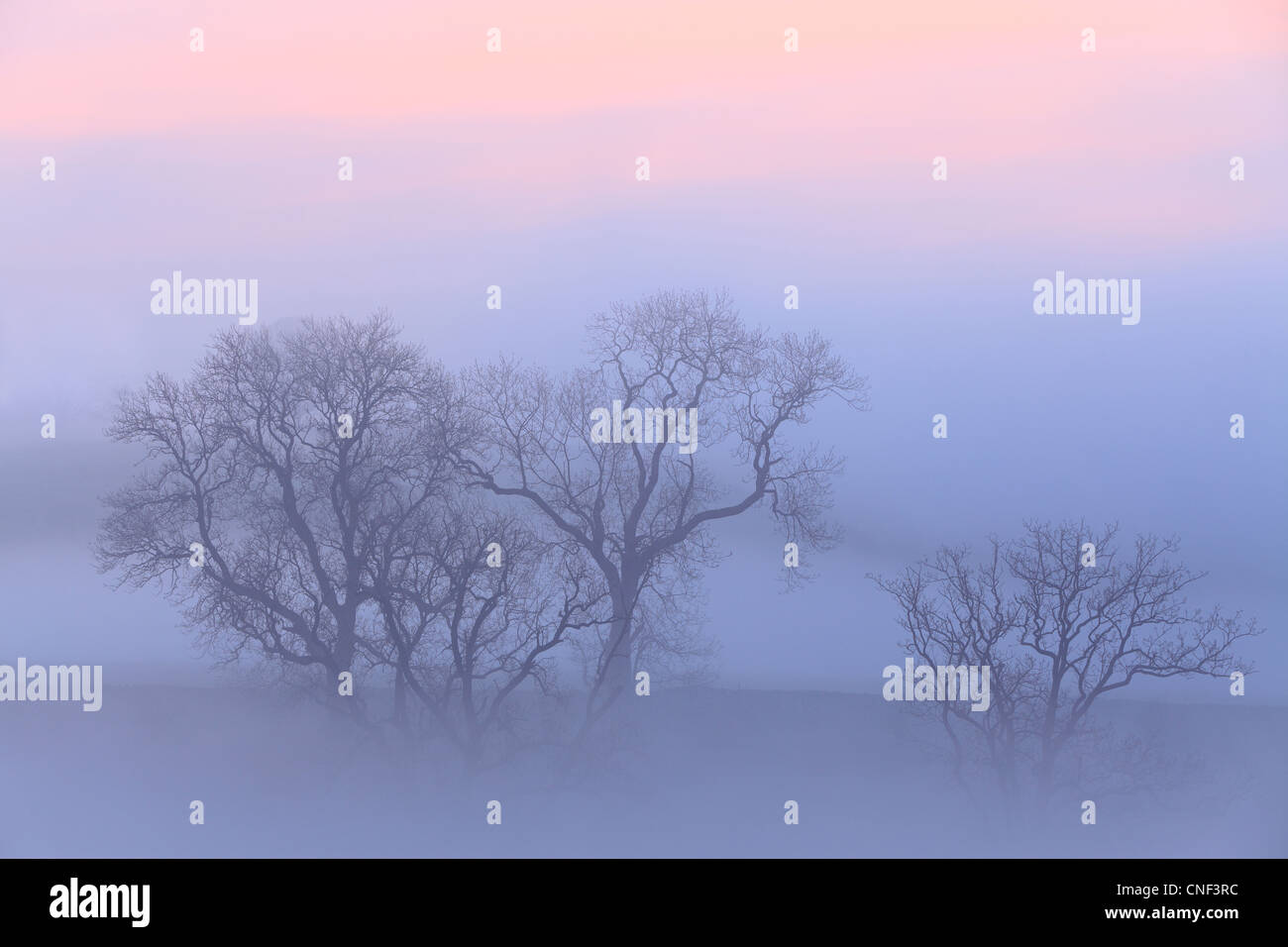 Rami di albero circondato da nebbia a sunrise vicino Airton in Malhamdale, Yorkshire Foto Stock