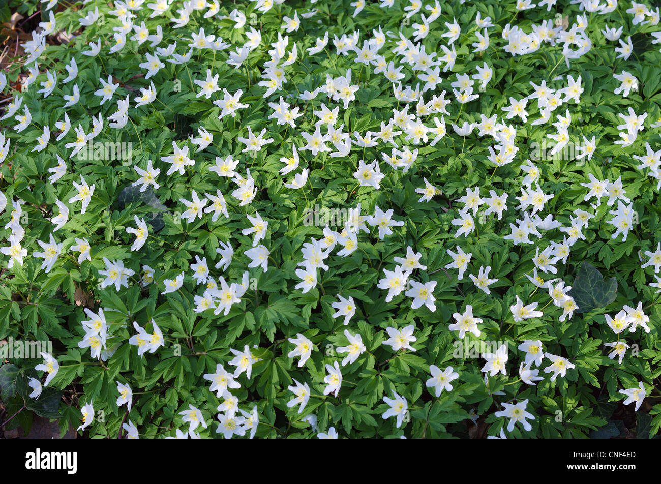 Anemoni di legno bianco fiori di primavera Anemone nemorosa , Foto Stock