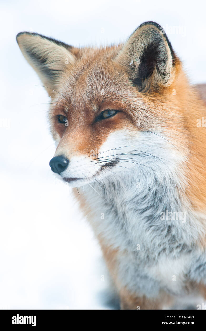 Red Fox (lat. vulpes vulpes vulpes) in inverno, captive Foto Stock