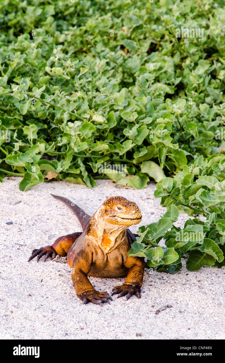 Land iguana North Seymour Galapagos Ecuador Foto Stock