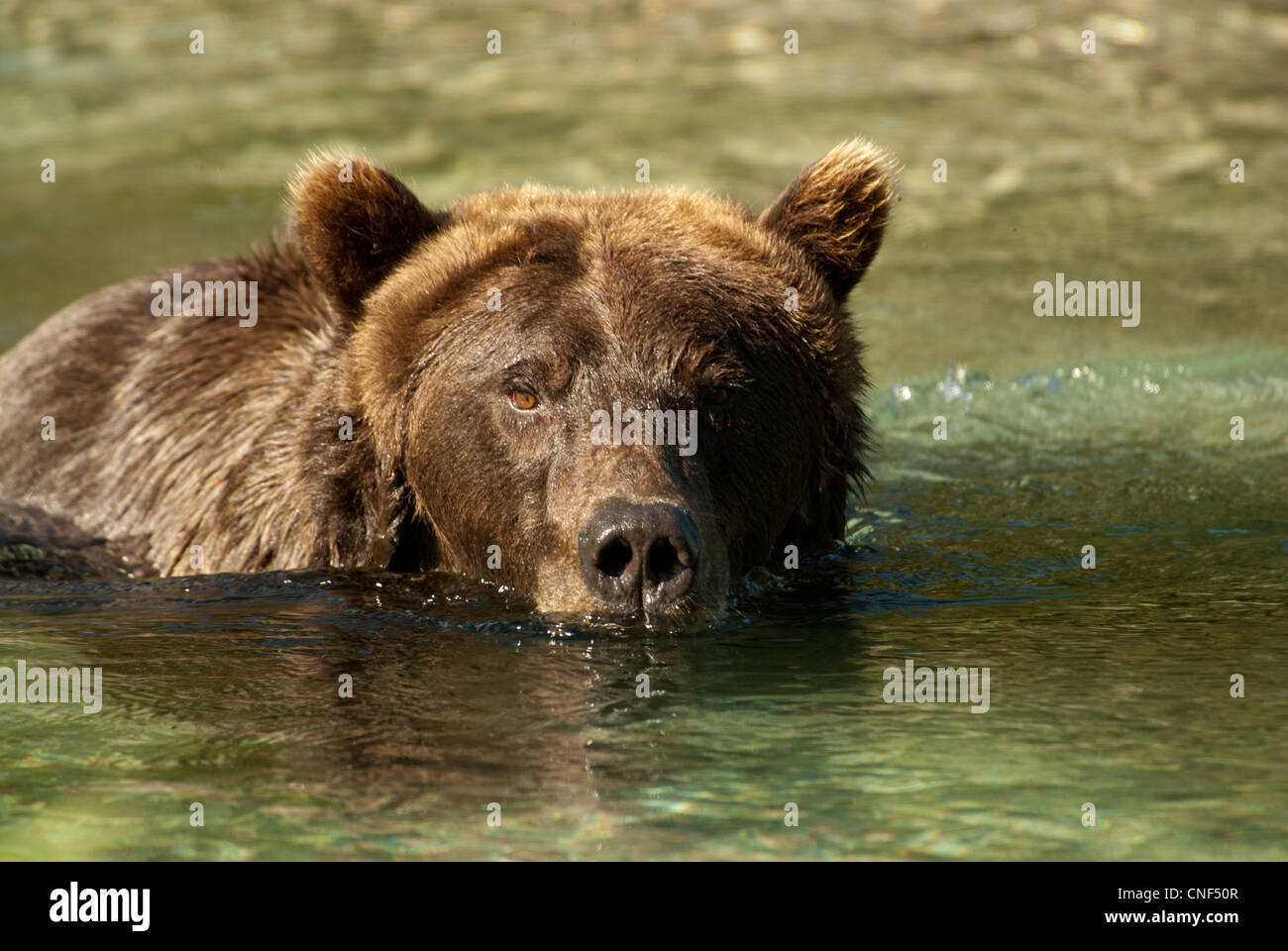 Brwonbear nuotare nel fiume Kuliak in Kuliak Bay, Katmai NP. Alaska Foto Stock