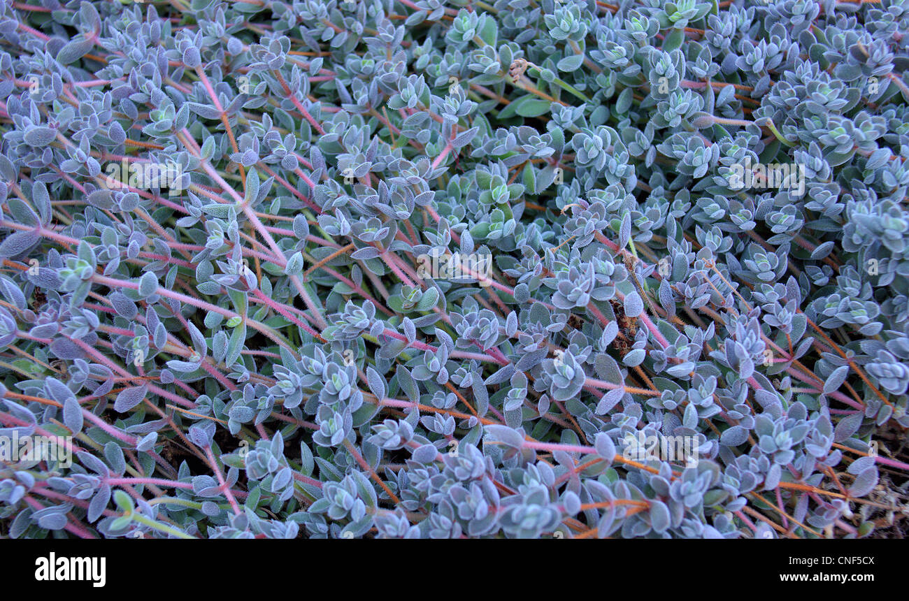 Succulento Crassula lanuginosa Foto Stock