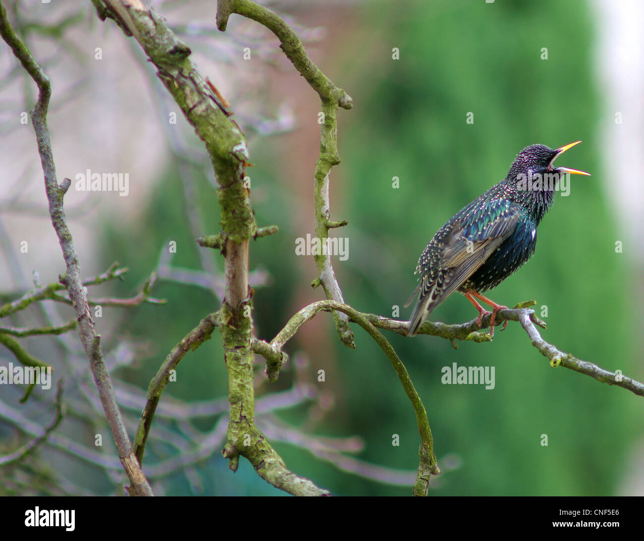 Starling il canto degli uccelli sul ramo Sturnus vulgaris Foto Stock
