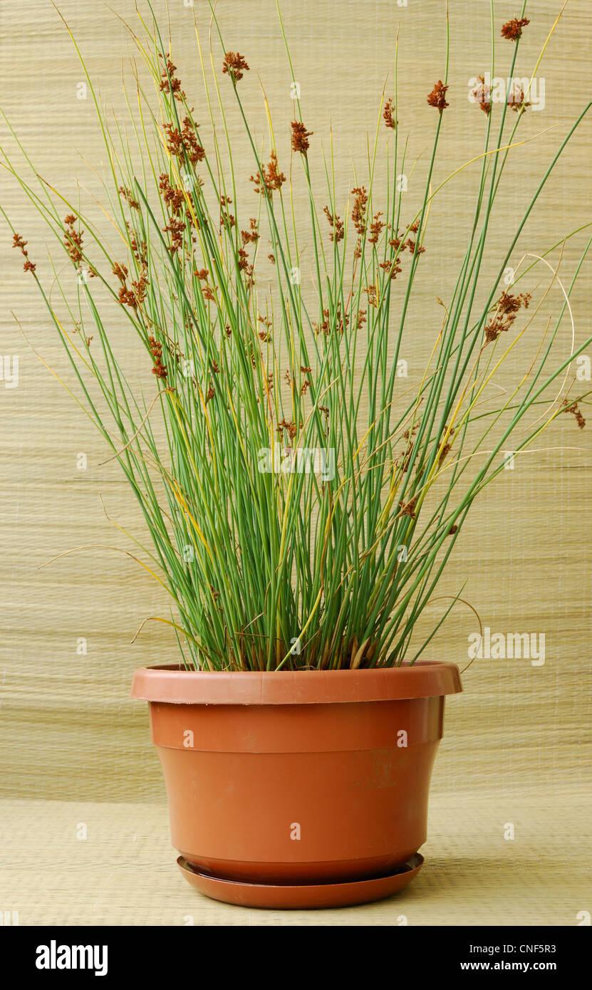 Juncus inflexus in una pentola Foto Stock