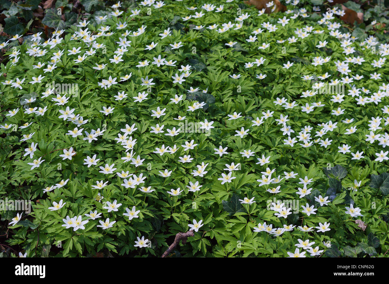 Anemoni di legno bianco fiori di primavera Anemone nemorosa , Foto Stock