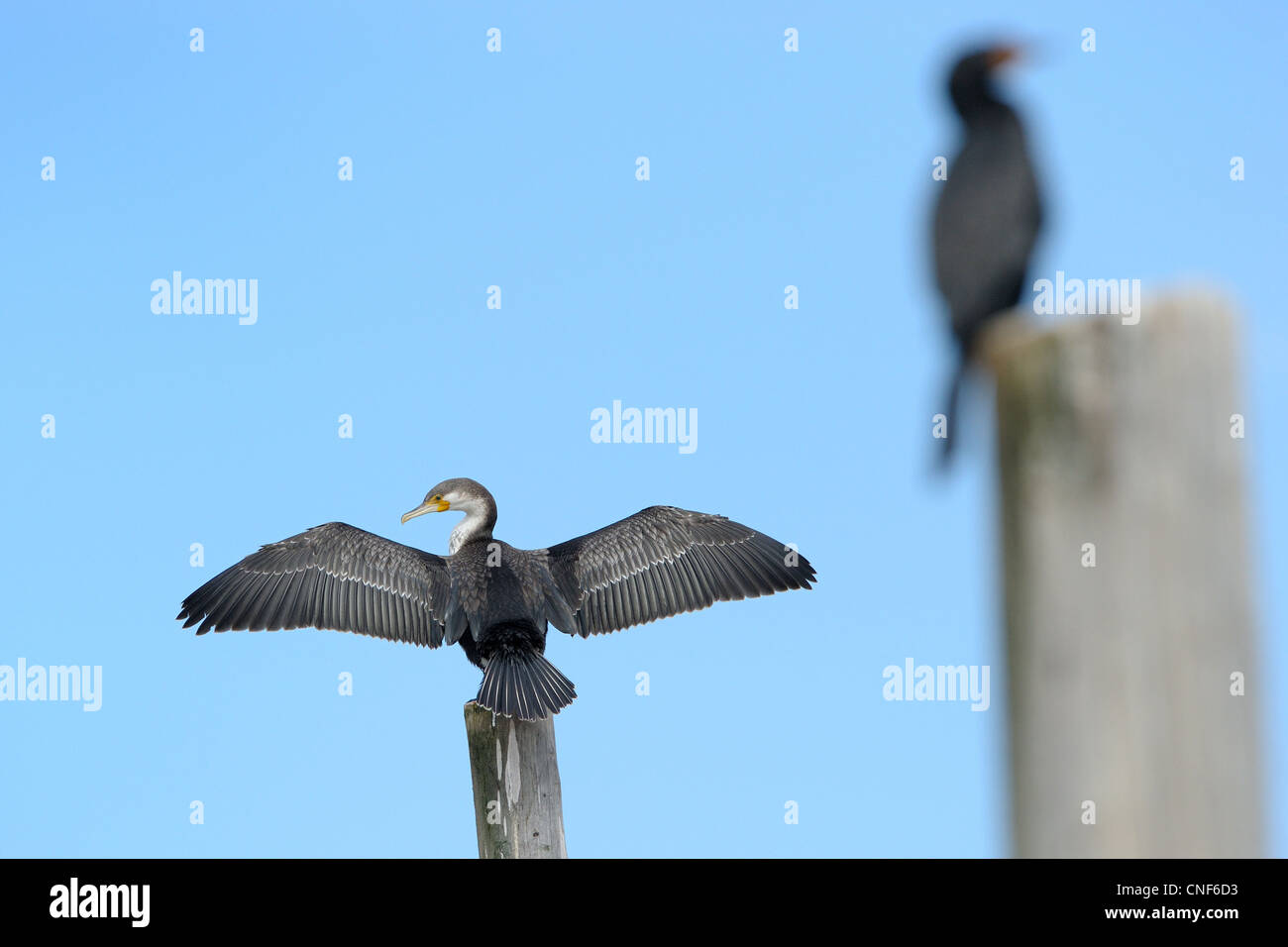 Cape cormorano asciugando le sue ali con un'altra dietro.. Foto Stock