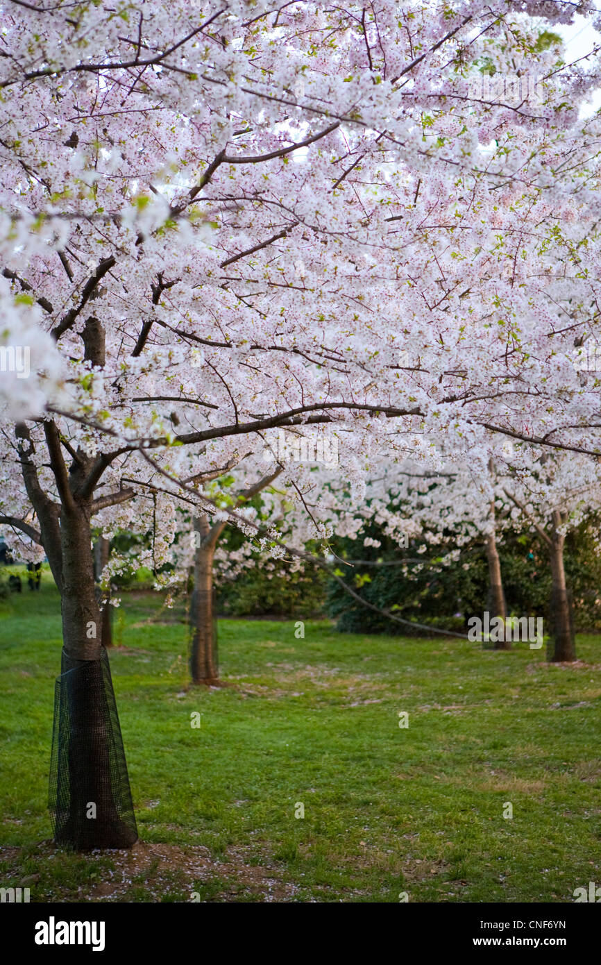 Gli alberi di ciliegio fioritura durante il Cherry Blossom Festival di Washington DC Foto Stock