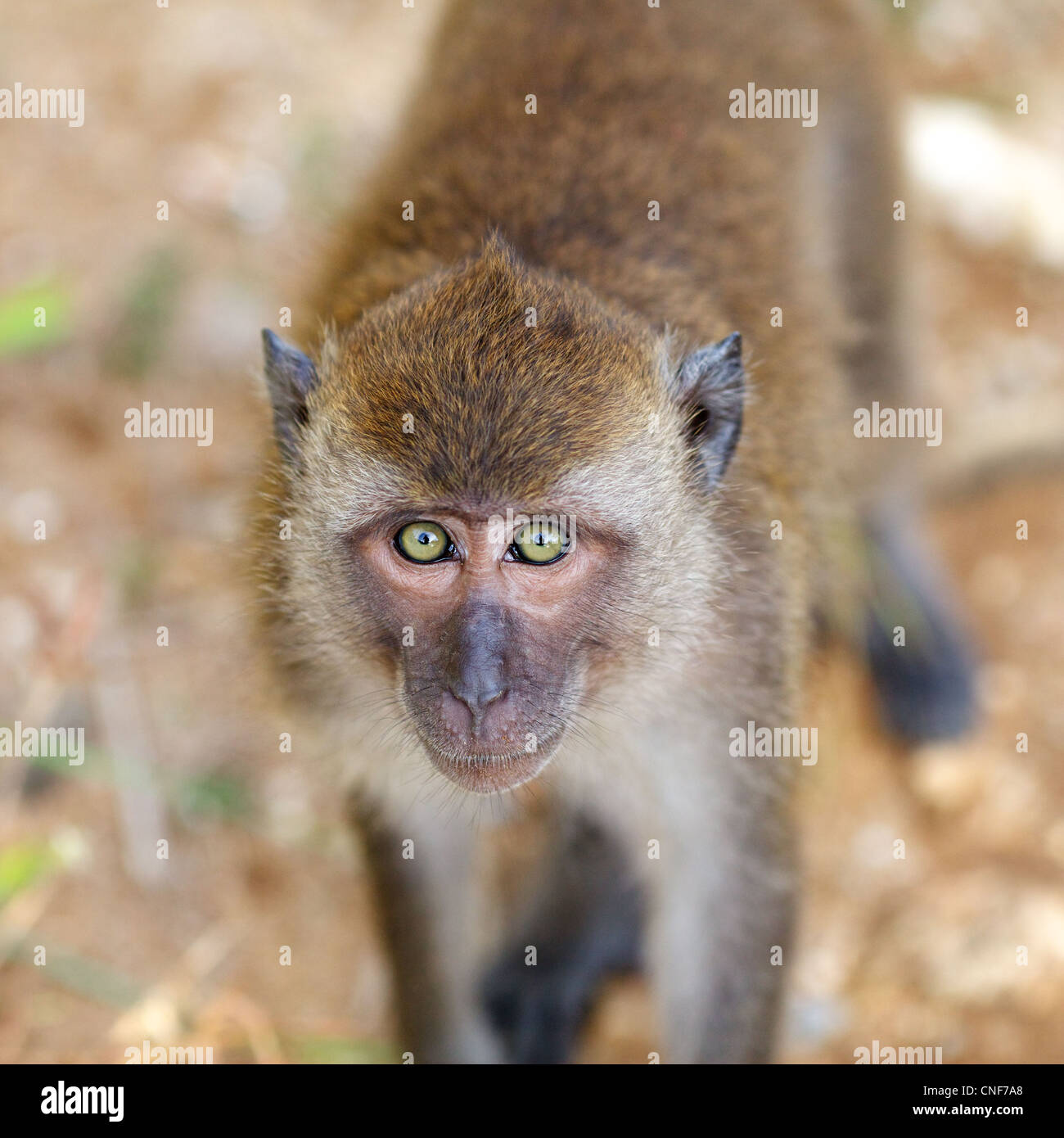 Scimmia macaco vicino al giorno di sole Foto Stock