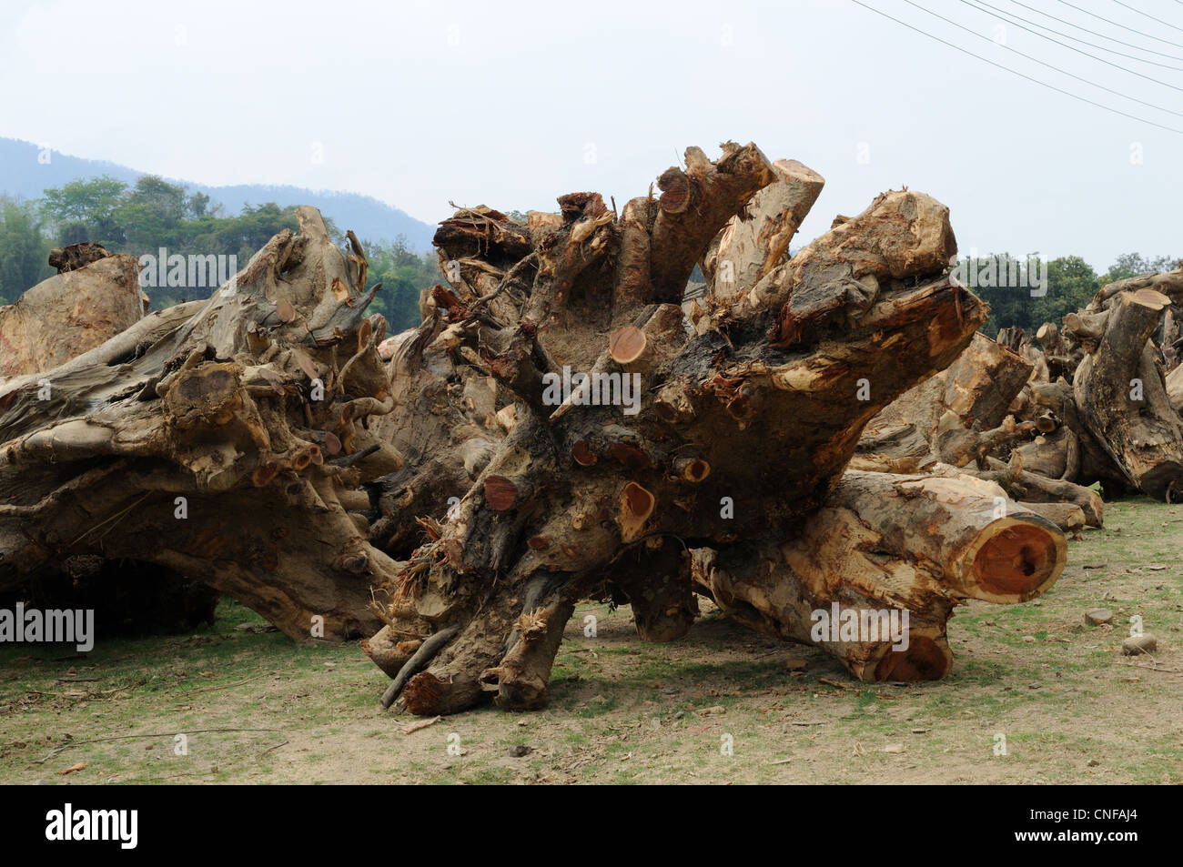 Legno di palissandro radici di albero essendo esportati in Cina dal Laos per il carving Foto Stock