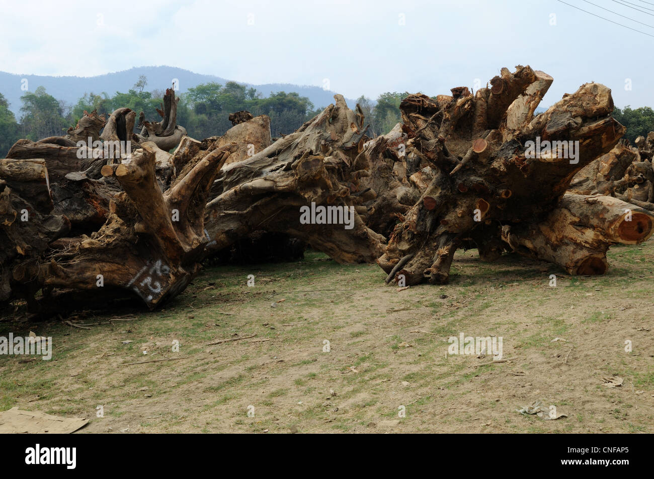 Legno di palissandro radici di albero essendo esportati in Cina dal Laos per il carving Foto Stock