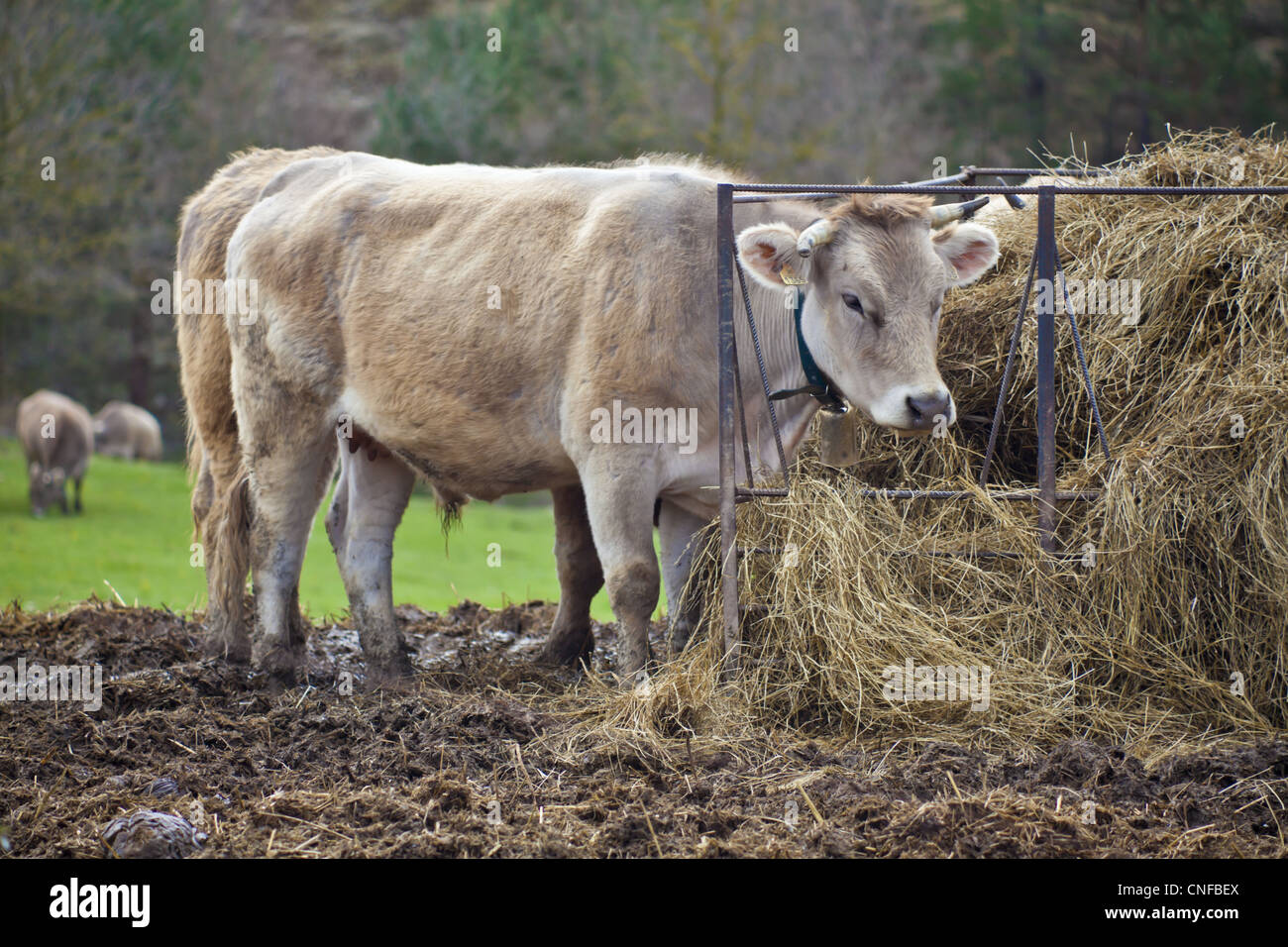 Il bestiame dei Pirenei catalani Foto Stock