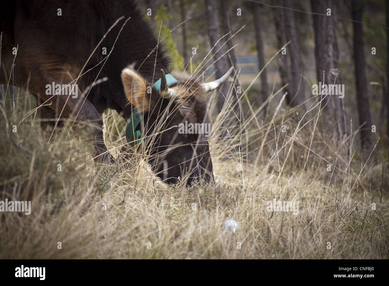 Il bestiame dei Pirenei catalani Foto Stock