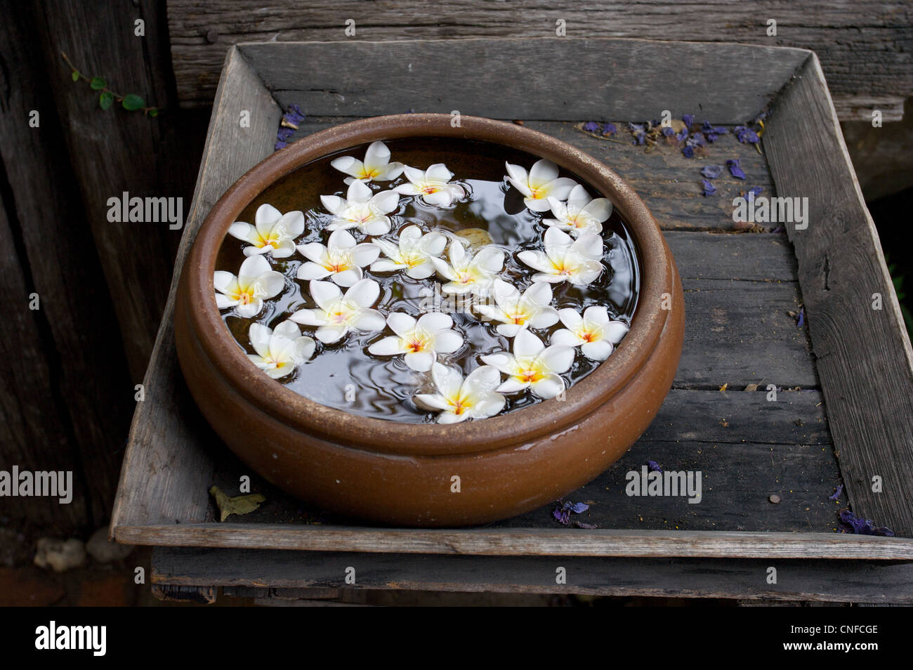 Fiori in acqua ciotola, tranquillità, Chiang mai, Thailandia Foto Stock