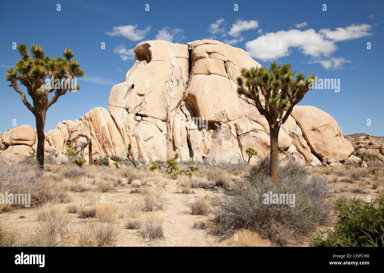 Marzo, 2012. Giornata di Primavera a Joshua Tree National Park, viaggia su Parkway Blvd. Foto Stock