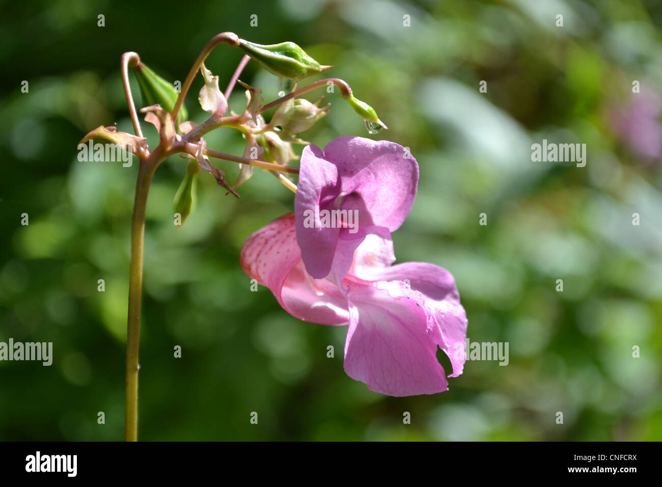 Un fiore di bosco Foto Stock