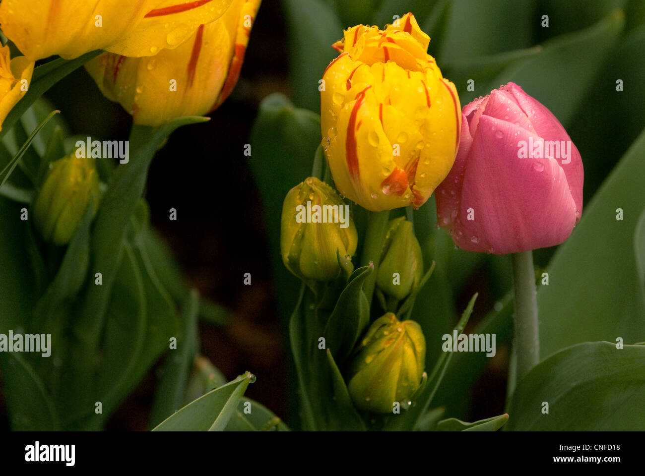 Germogliando, bagnato, molla, tulipani. Foto Stock