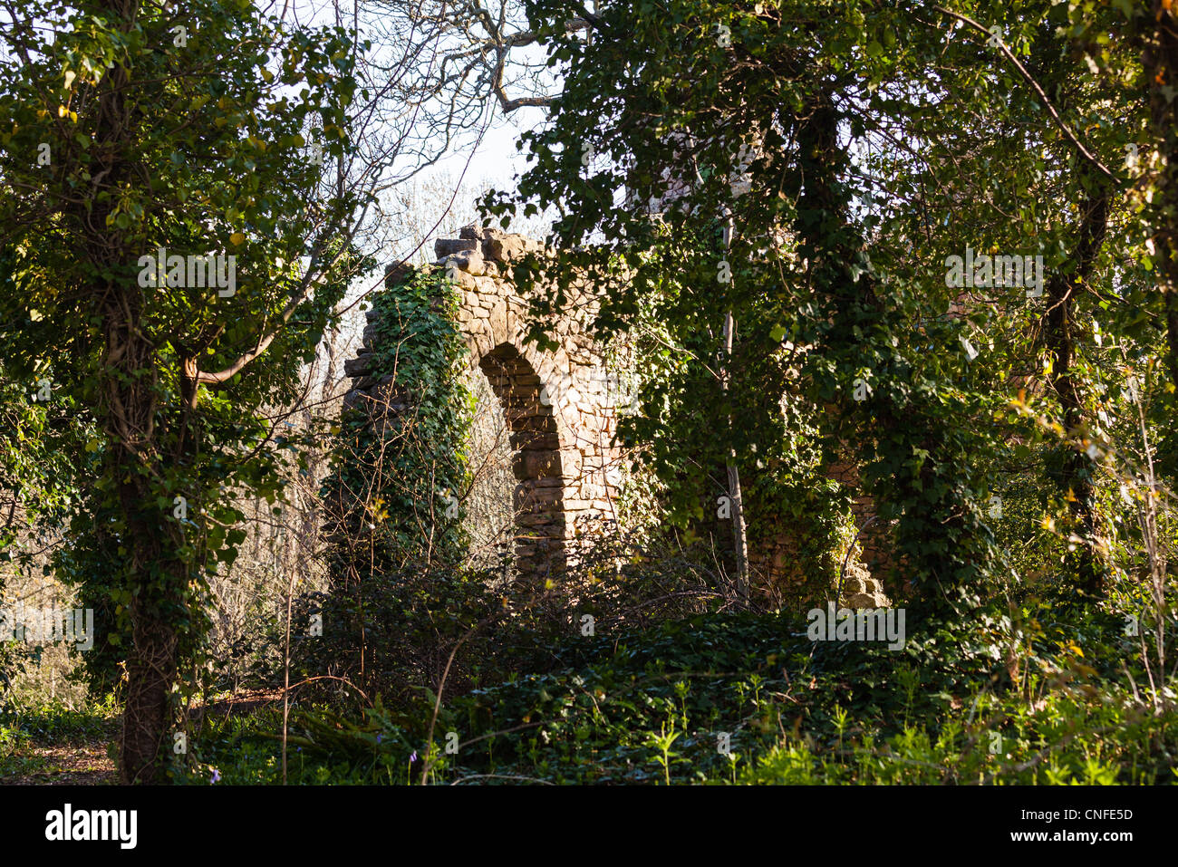 Gli alberi forestali overgrow mura del castello in rovina Foto Stock