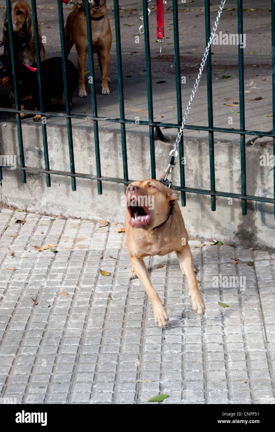 cane arrabbiato Foto Stock