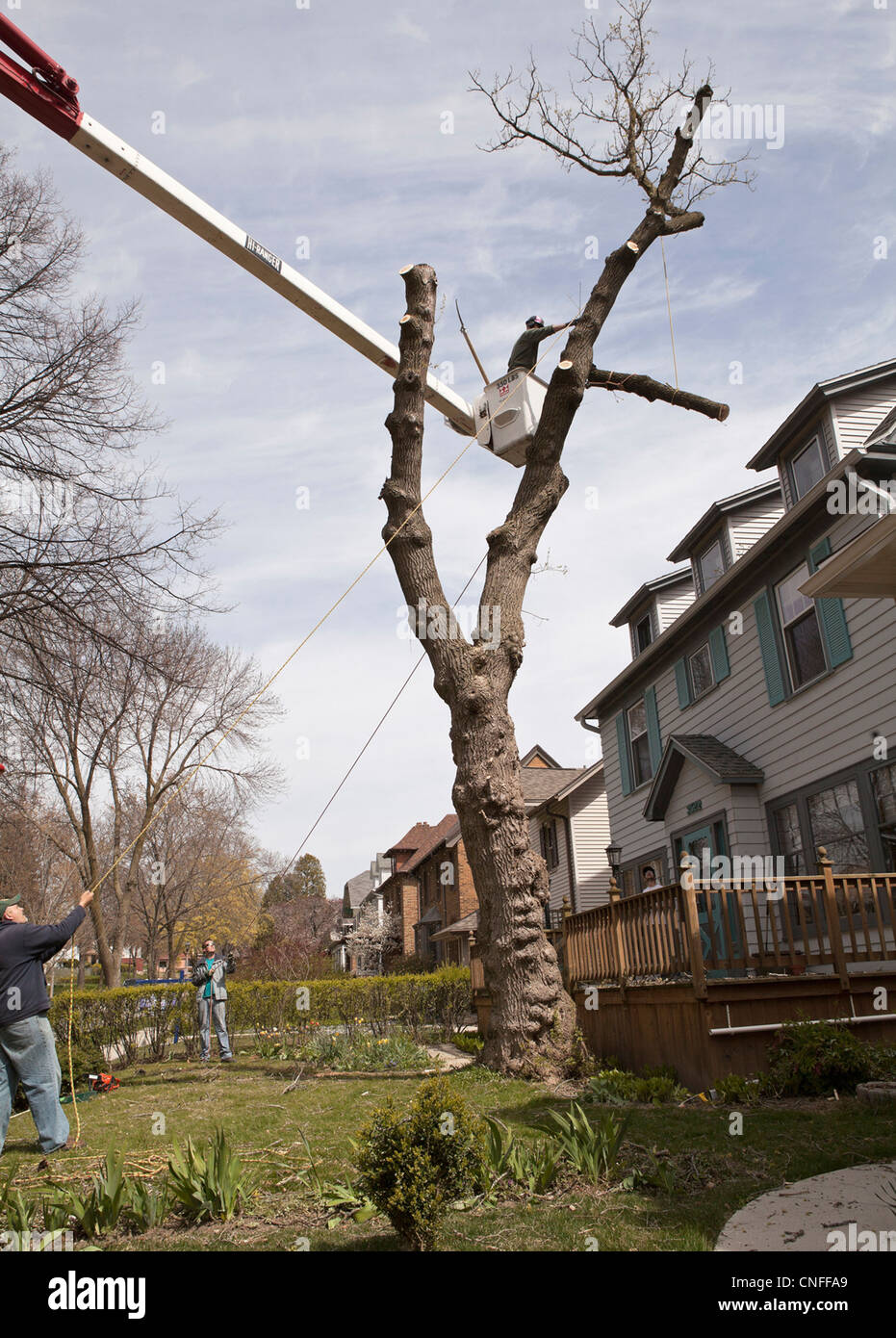 Un albero è tagliata in un cortile anteriore di una residenza negli Stati Uniti. Foto Stock