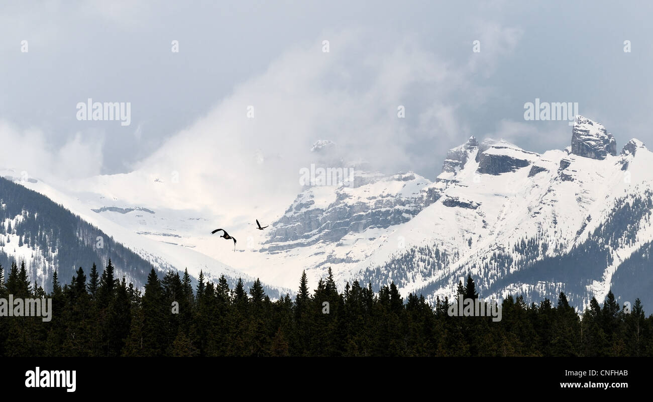Oche canadesi battenti in montagna, il Parco Nazionale di Banff, Alberta, Canada Foto Stock