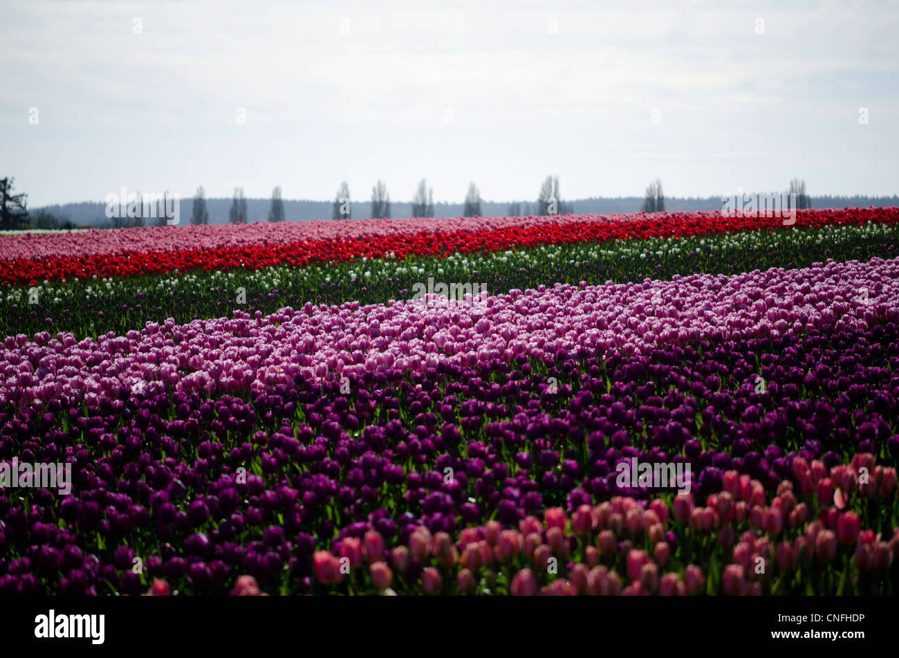 Campo di rosso, purle, rosa, i tulipani in piena fioritura Foto Stock