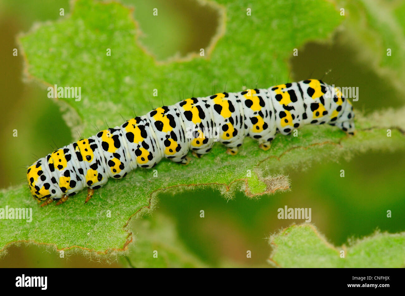 Mullein moth caterpillar alimentazione su grande mullein (Molène thapsus) Dorset, Regno Unito Giugno 2011 Foto Stock