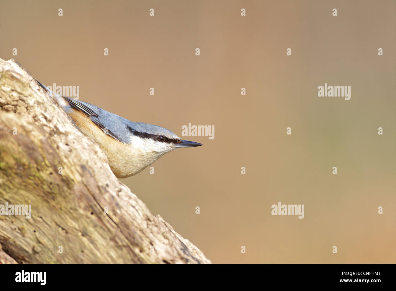 Unione picchio muratore NORFOLK REGNO UNITO Foto Stock