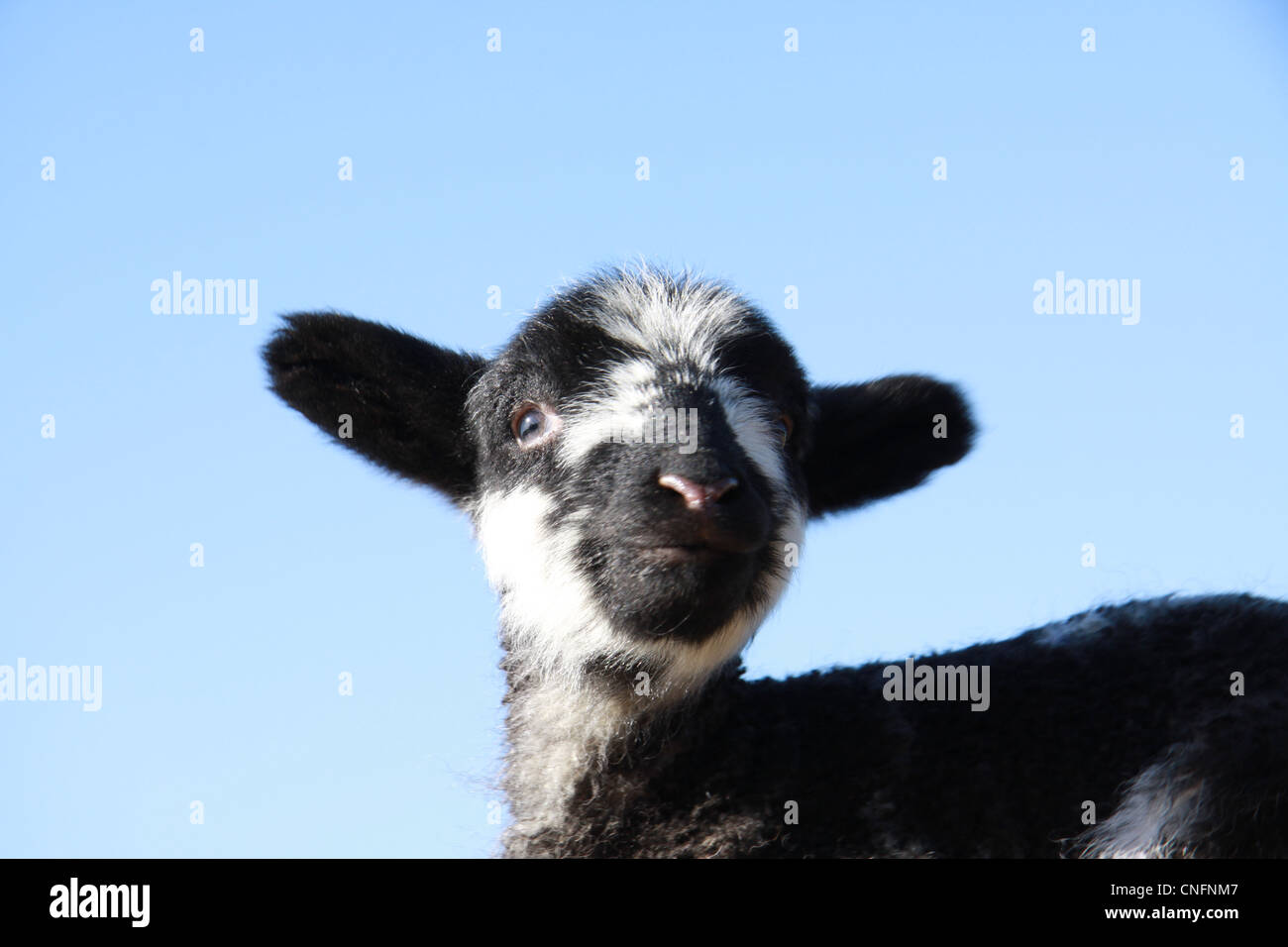 Giovane agnello contro il profondo blu del cielo in formato orizzontale con una bassa angolazione della telecamera Foto Stock