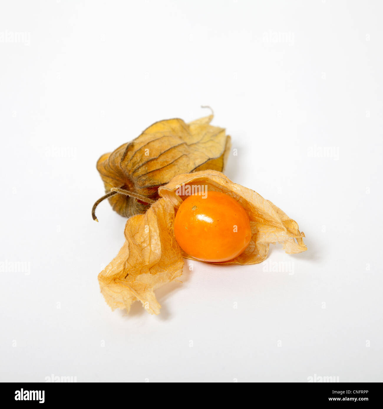 Ribes del capo Foto Stock