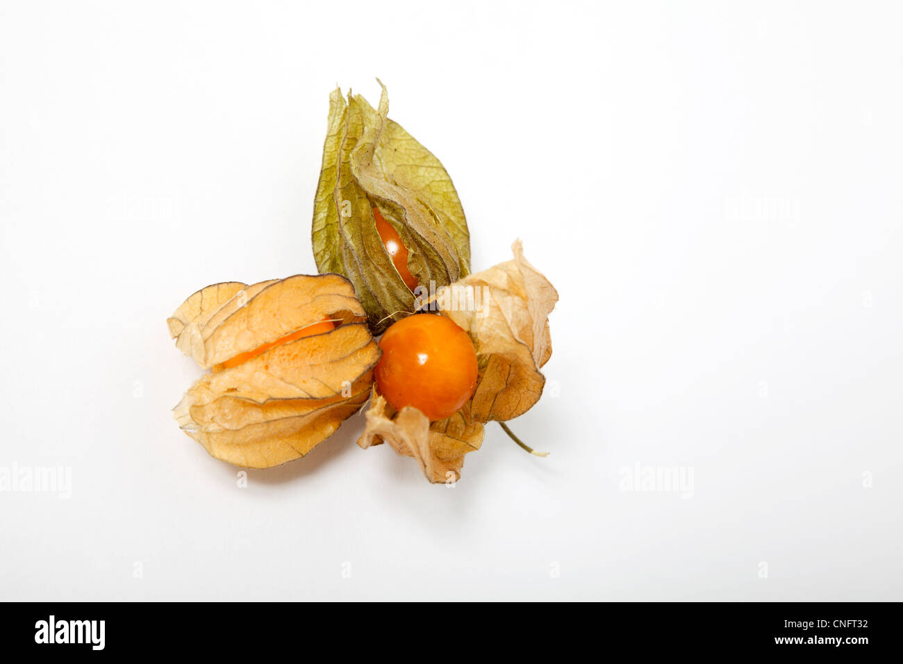 Ribes del capo Foto Stock