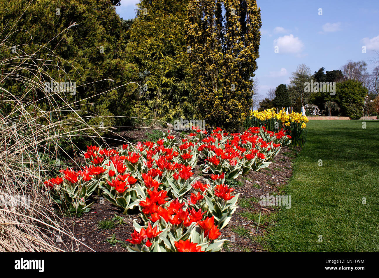 TULIPA. Tulipani rossi crescono in una molla confine. Foto Stock