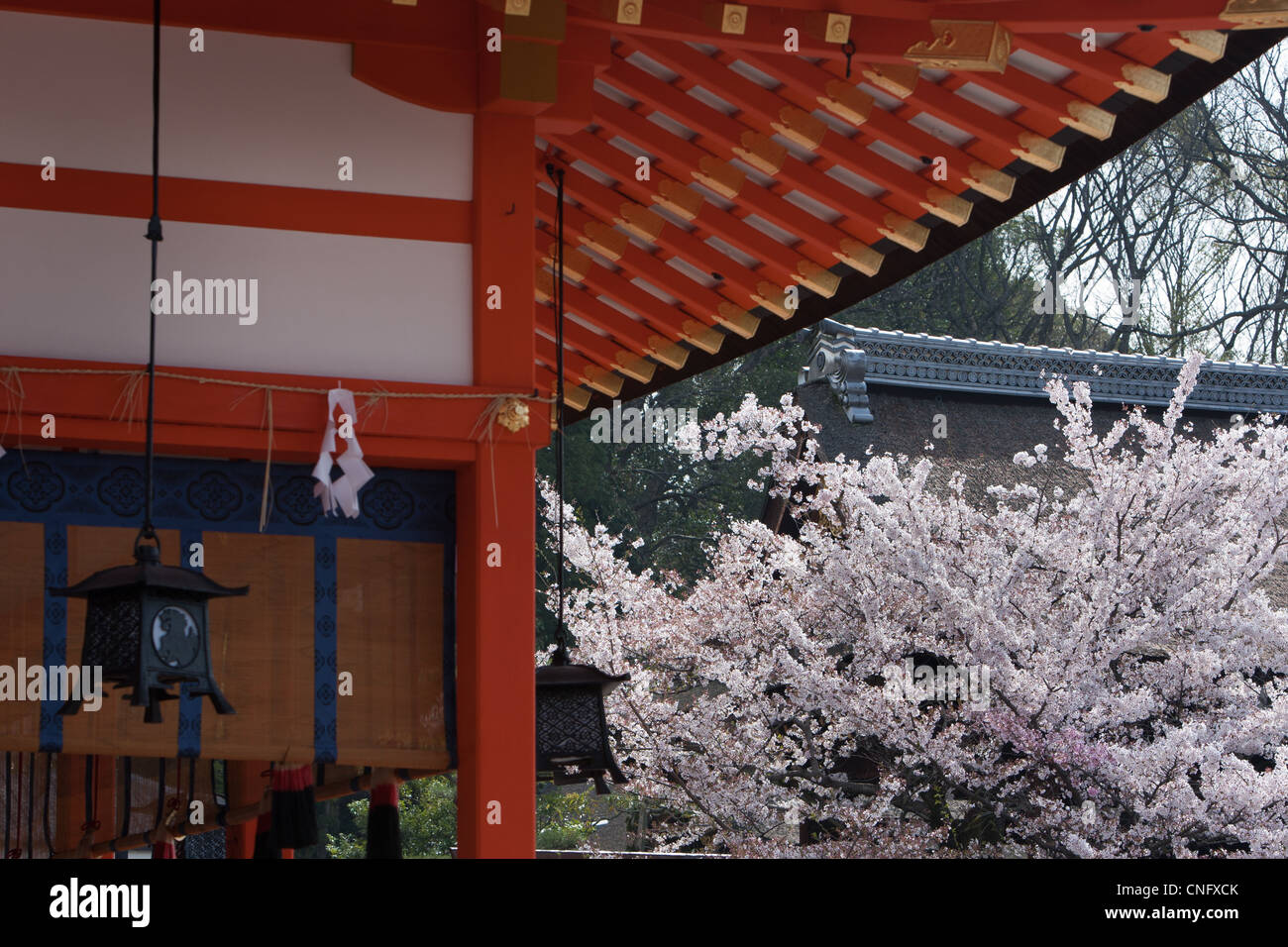 Fiore di Ciliegio stagione a Fushimi Inari-Taisha santuario, in Inari, nei pressi di Kyoto, Giappone. Foto Stock