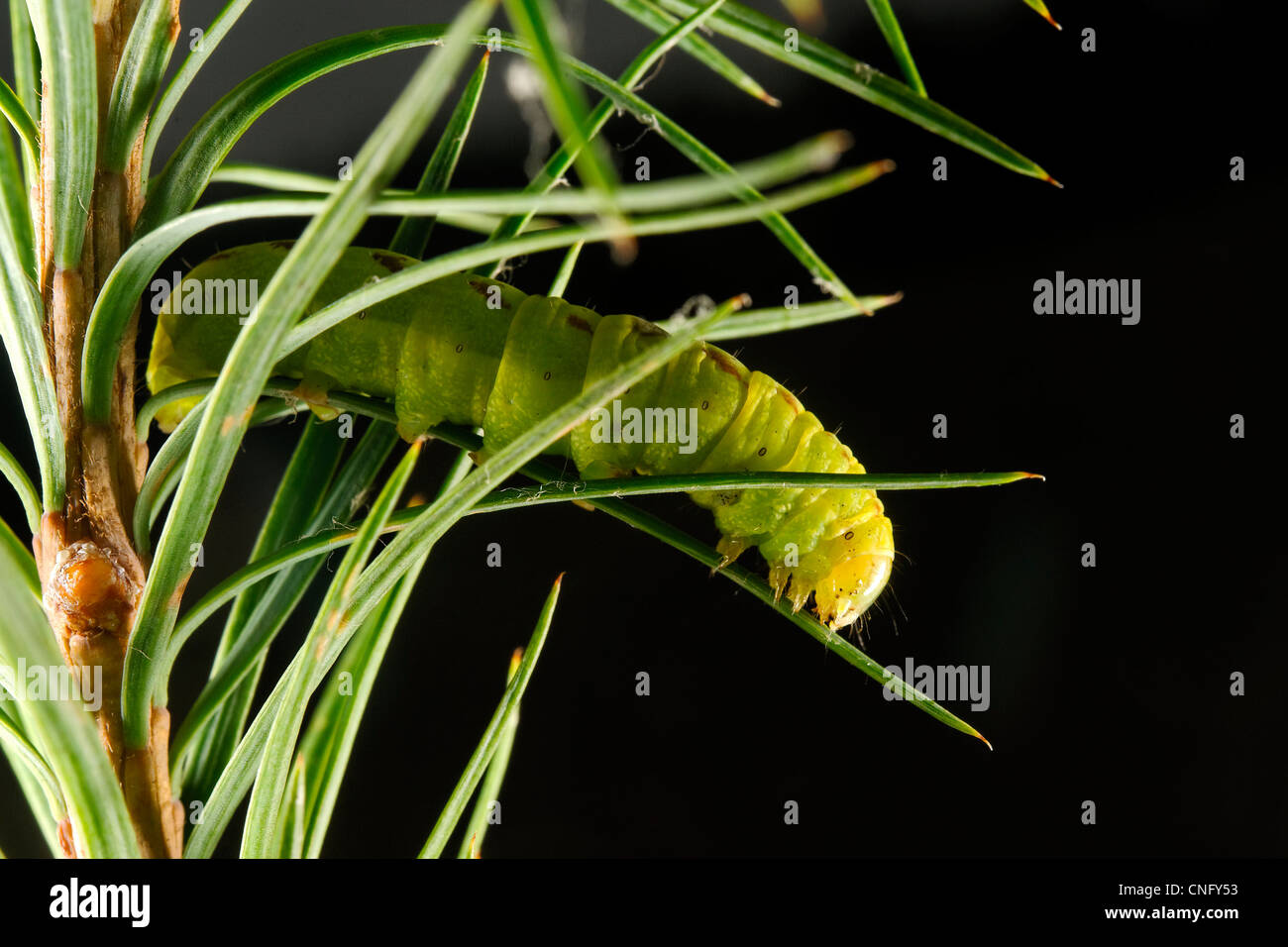 Larva di farfalla sul larice Foto Stock