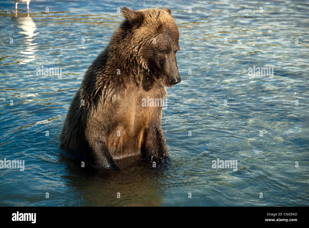 Orso bruno in piedi nel fiume cercando di salmone, Kuliak Bay, Katmai NP, costa, Alaska Foto Stock