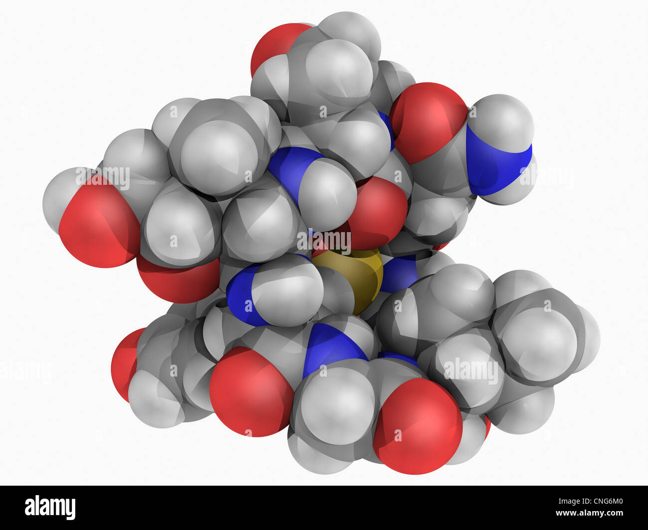 Alpha-Amanitin molecola di tossina Foto Stock