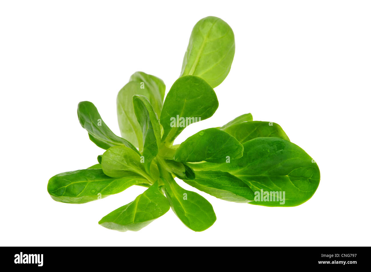 Feldsalat - agnelli lattuga 01 Foto Stock