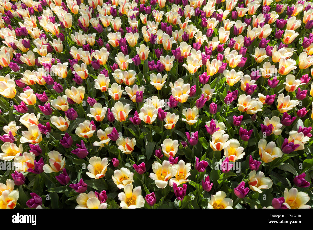 Mix di tulipani trionfo "Passionale' e tulipani kaufmanniana 'Glück" Foto Stock