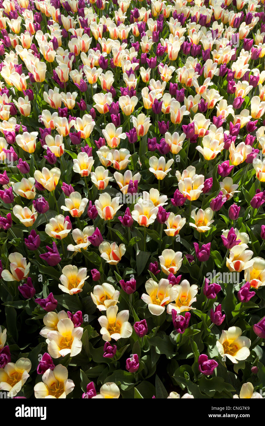 Mix di tulipani trionfo "Passionale" (viola) e tulipani kaufmanniana 'Glück" Foto Stock