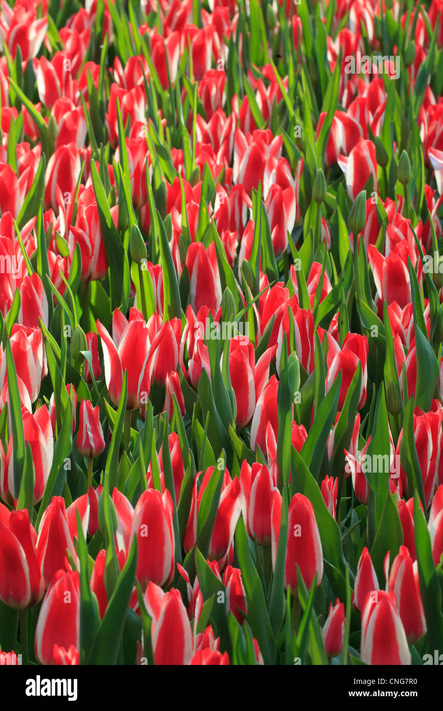 I tulipani "Pinocchio" Foto Stock
