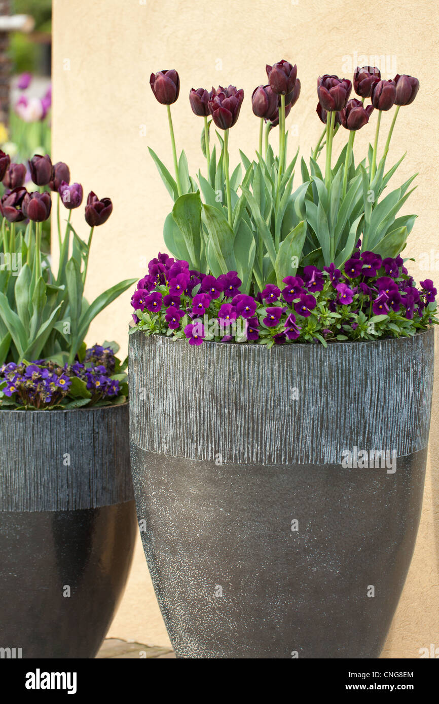 Pansies viola e tulipani in pentole di grandi dimensioni. Holland Lisse, Keukenhof Foto Stock