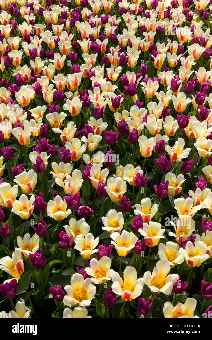 Aiuola con tulipani triomph "Passionale' e 'kaufmaniana Glück". Foto Stock