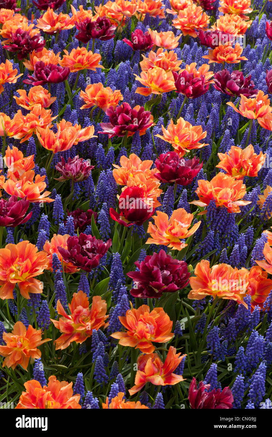 Aiuola con Muscari armeniacum e tulipani con fiori doppi 'David Teniers' e 'Willem van Oranje". Foto Stock